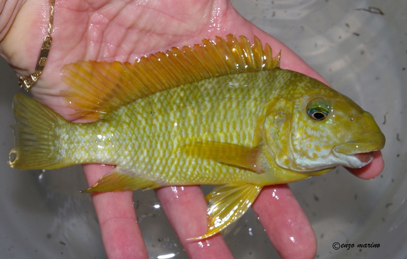 Petrochromis macrognathus 'Sumbu'